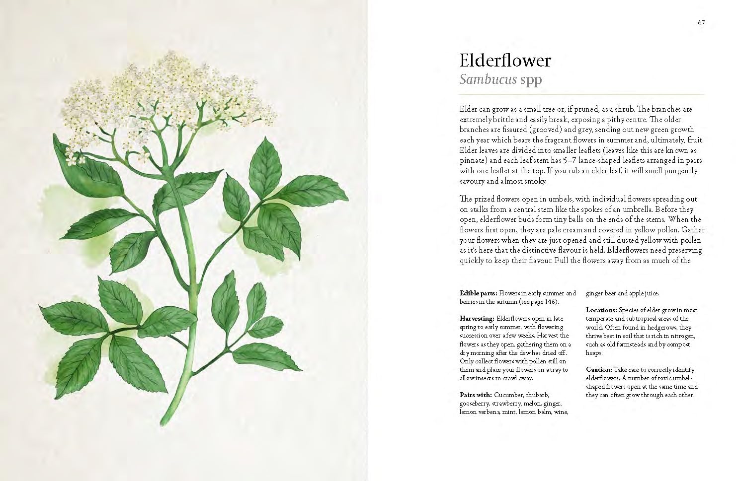 Foragers Guide To Wild Drinks